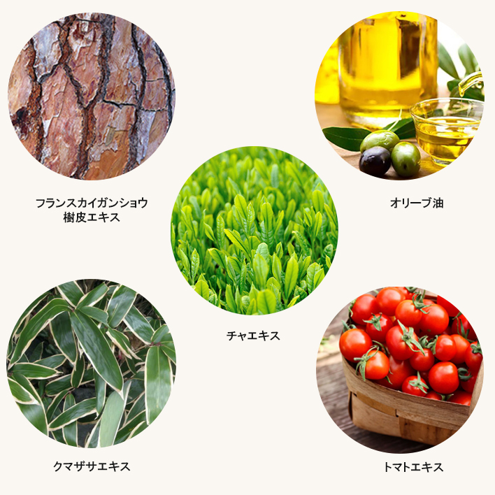 特徴的な成分／オリーブ油、フランスカイガンショウ樹皮エキス、クマザサエキス、チャエキス、トマトエキス